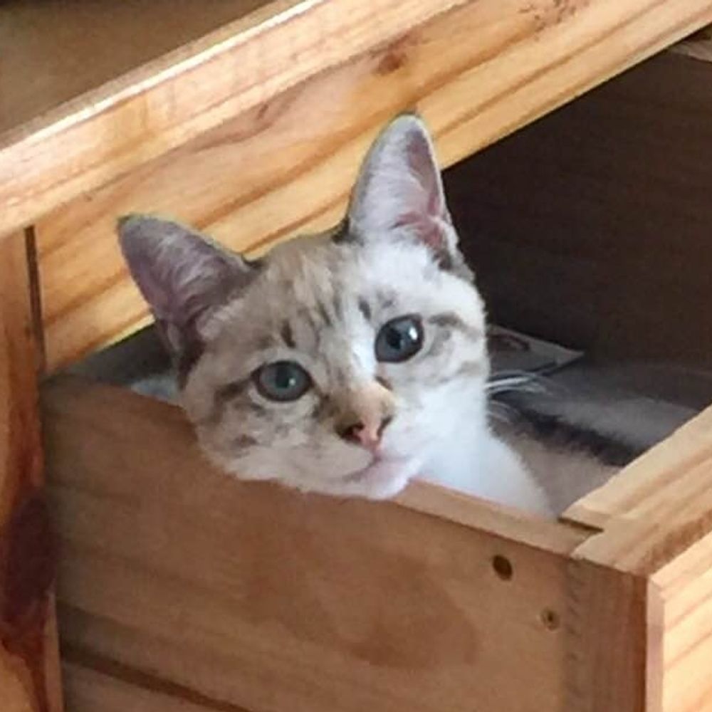 alan