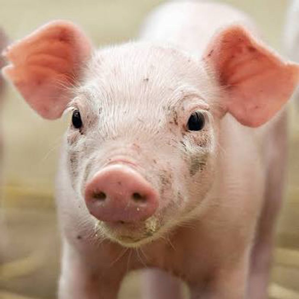 Pig Tendencies