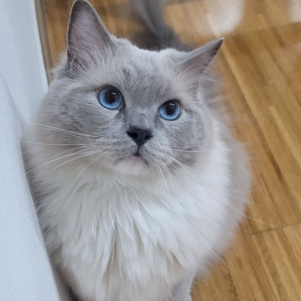 모메론