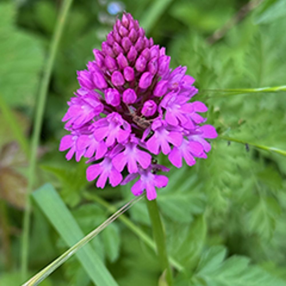 wildflowers