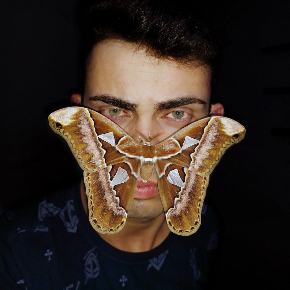 Mariposas do Brasil - Jhonatan Santos 🦋