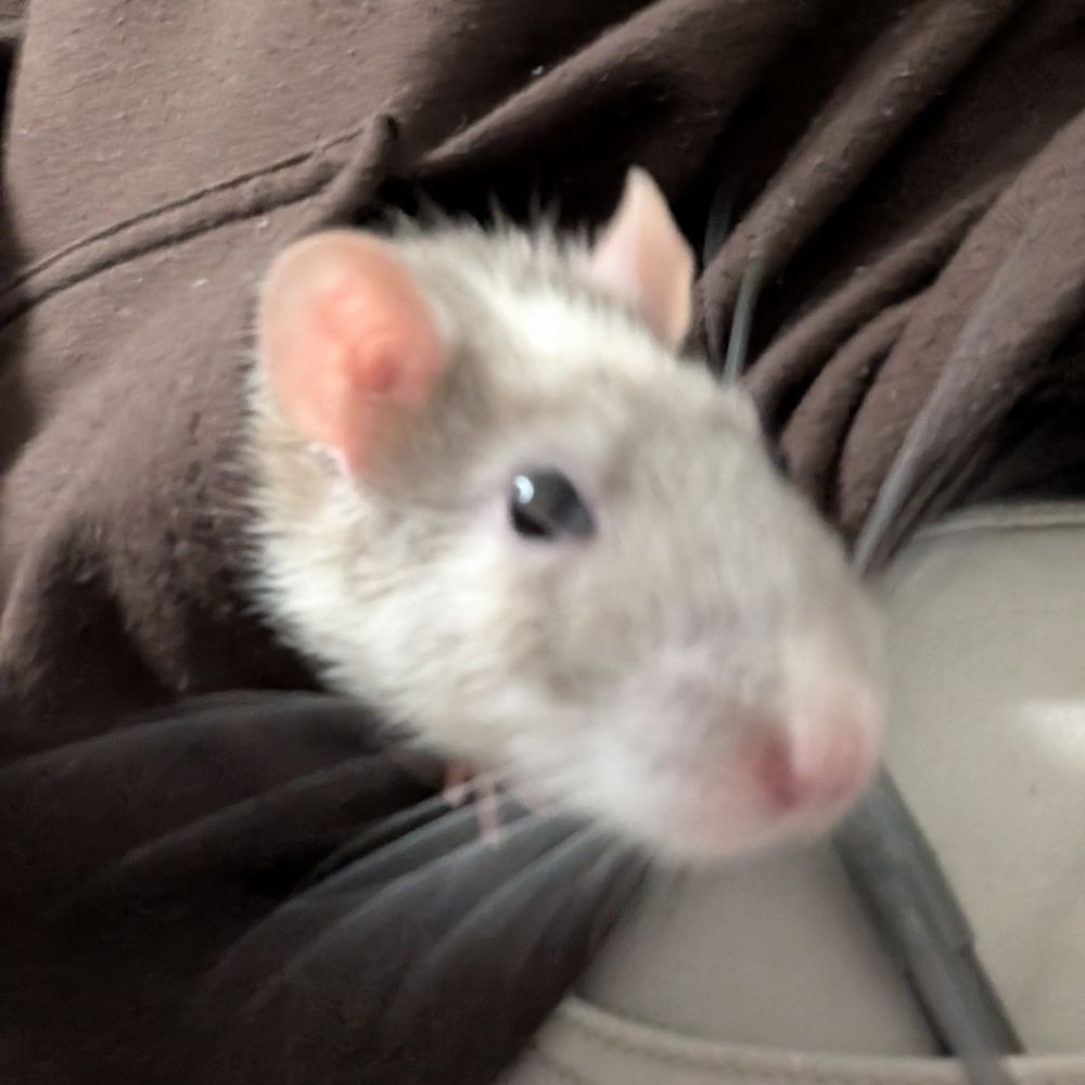 🐀 Pulpit Rat Church 🐁