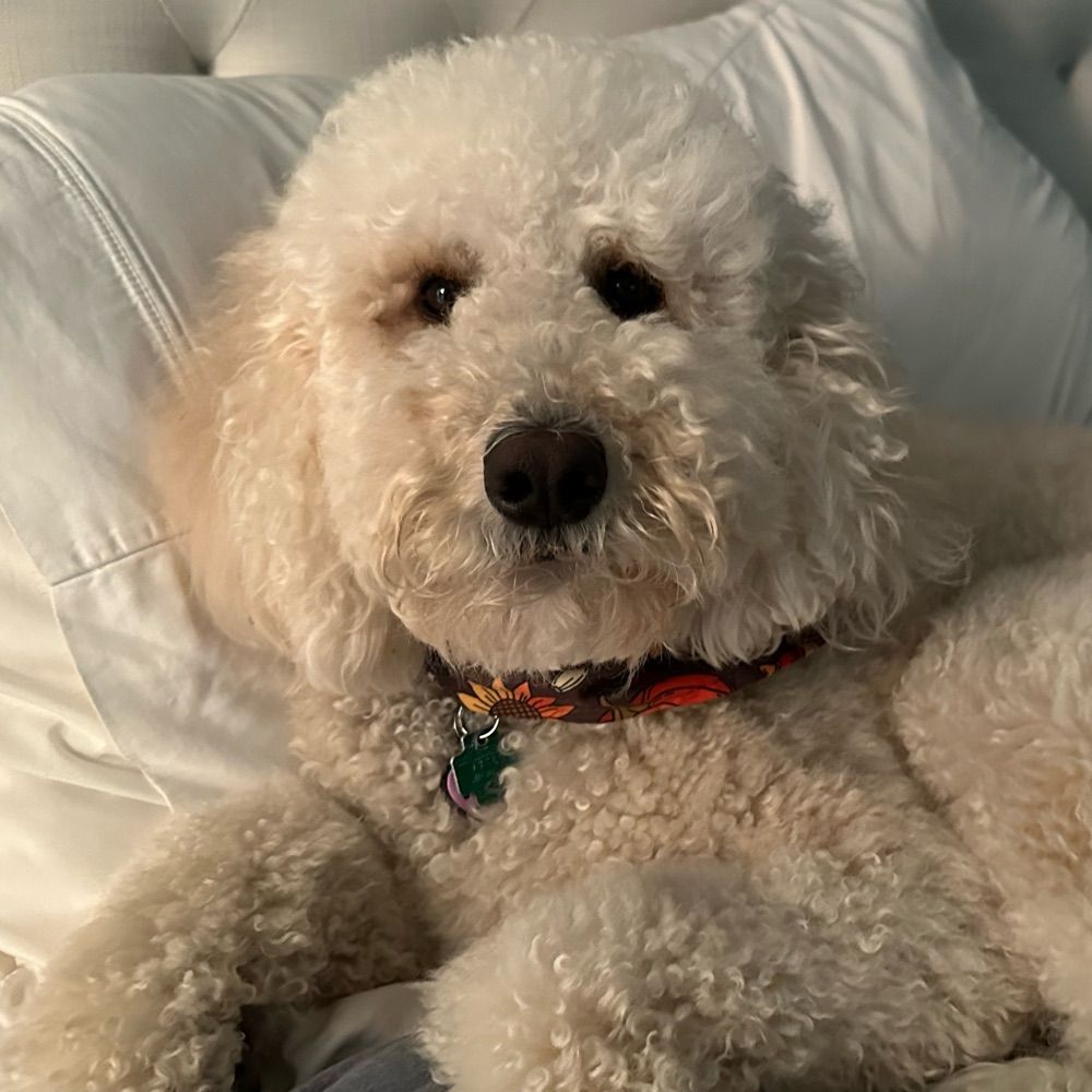 Coco The Dog