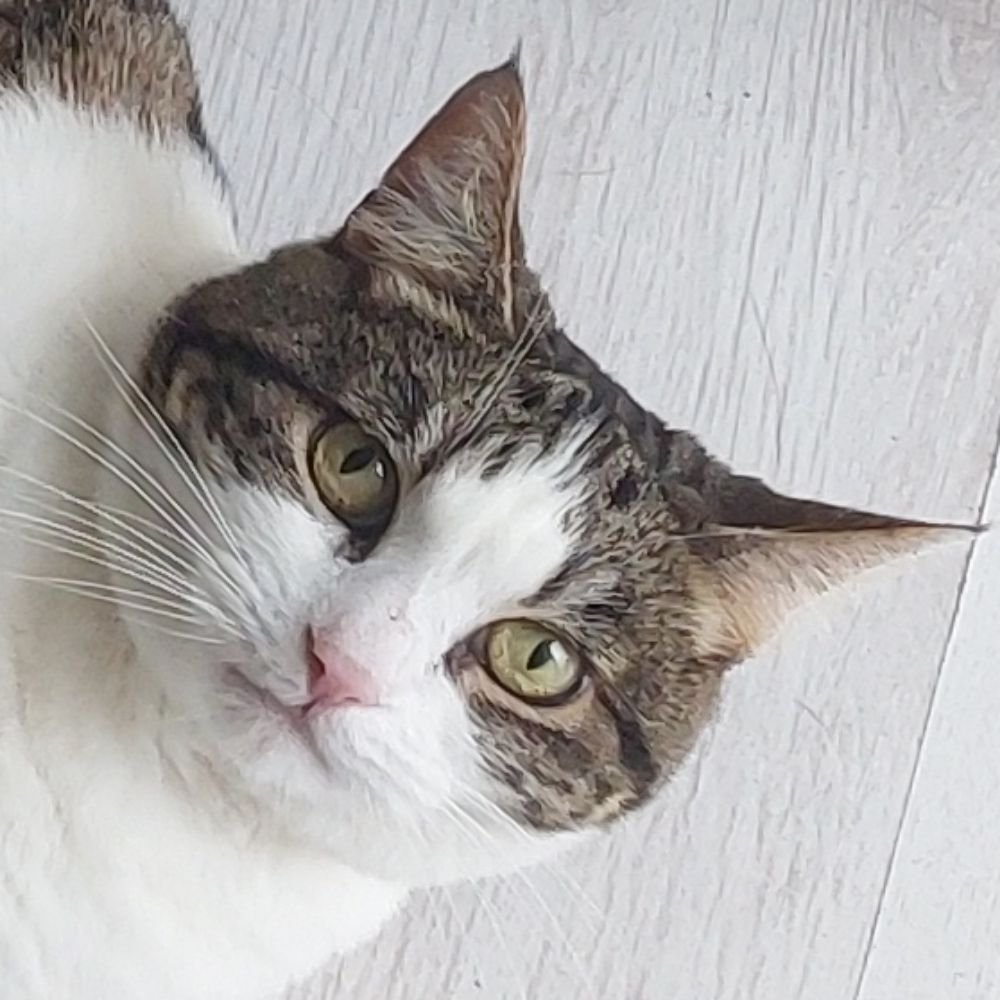 Meowdeline