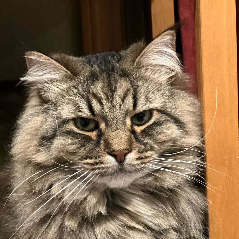 Reuben the cat
