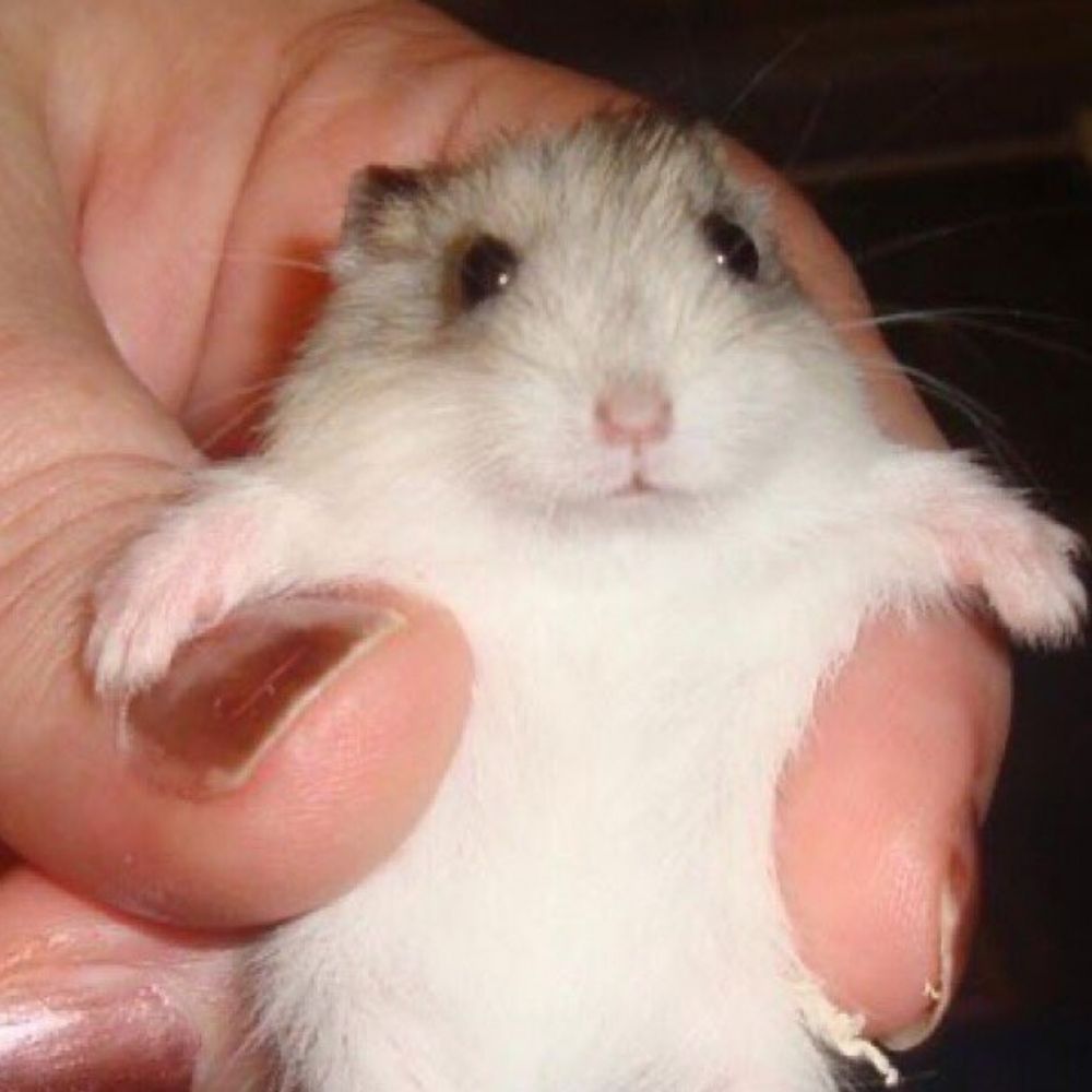 능이핑