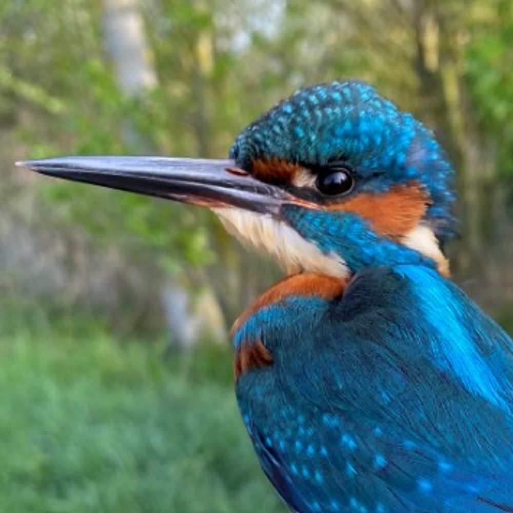 Abberton Res Ringing Group