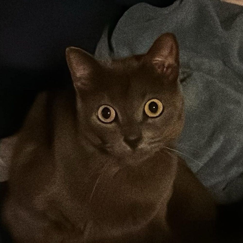 Skipper