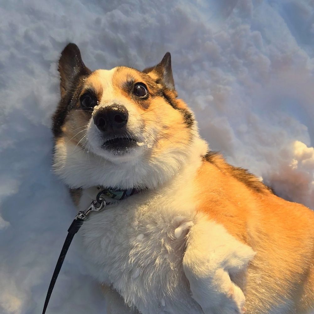 Owned By A Corgi