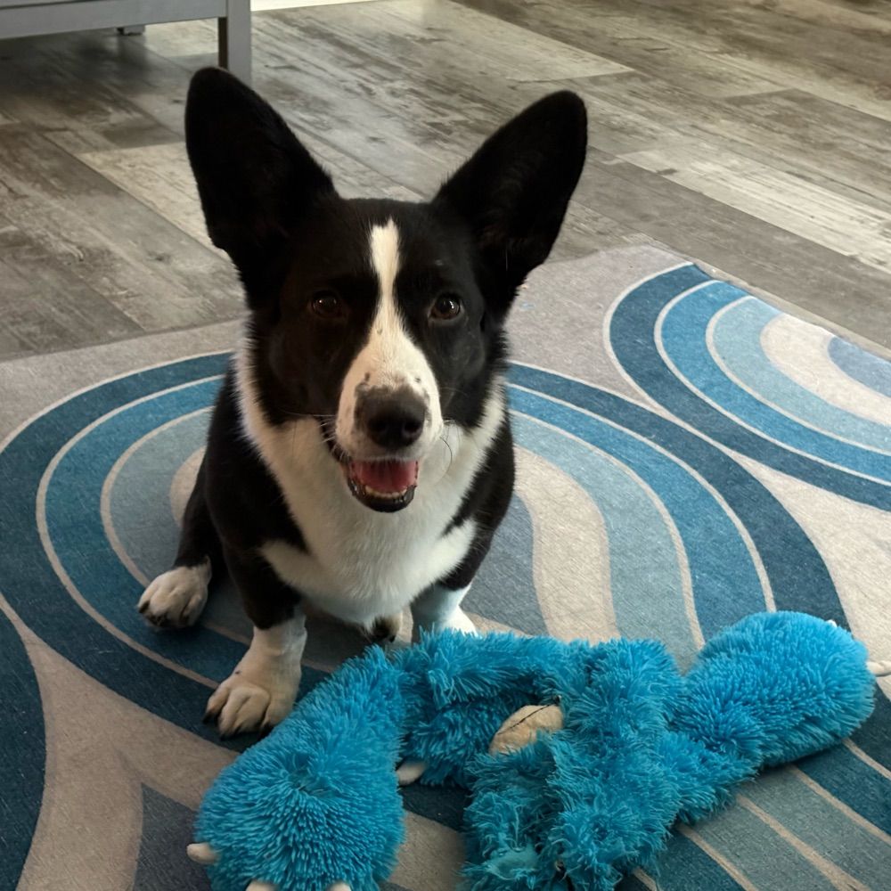 Corgi librarian