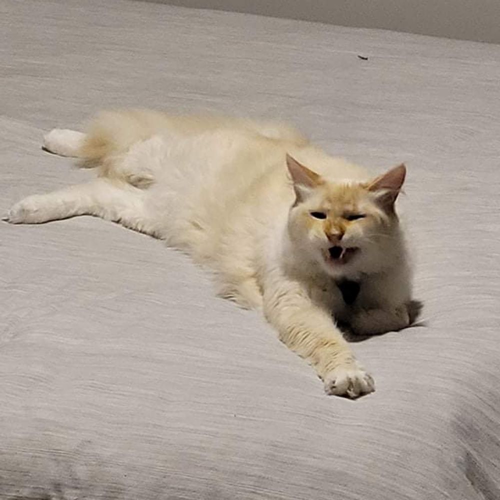 Grrjessi