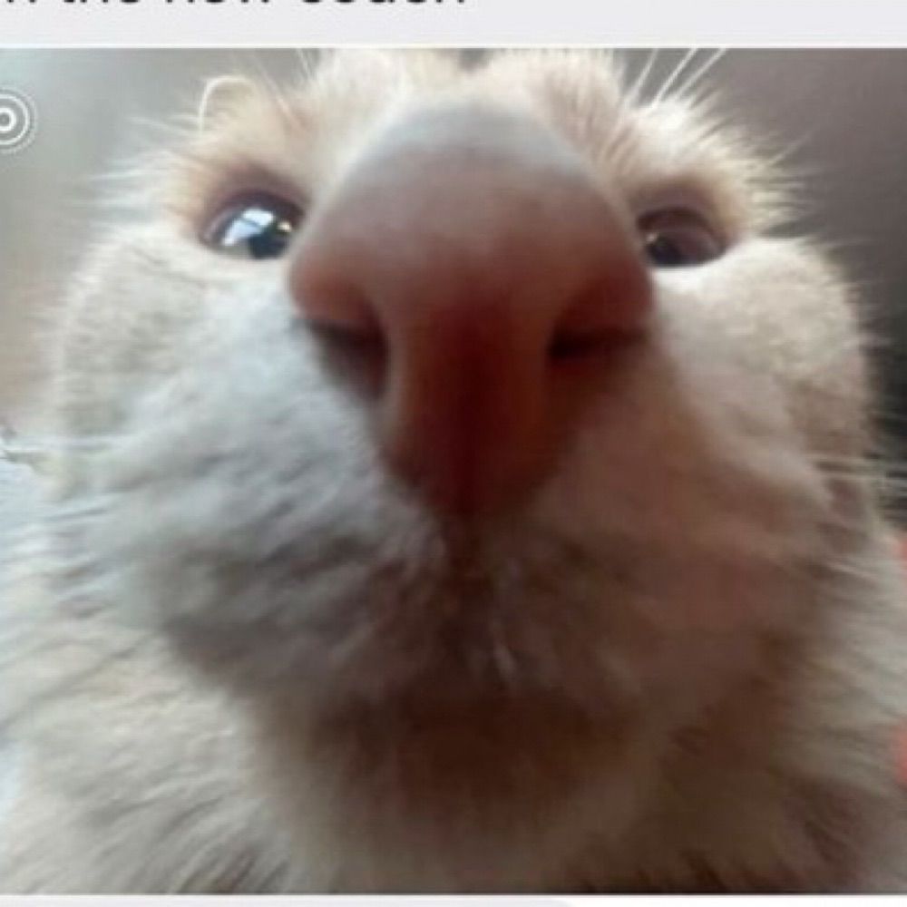 catto!!