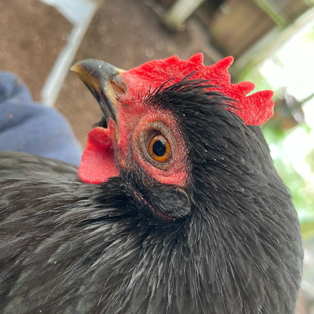 corviidae