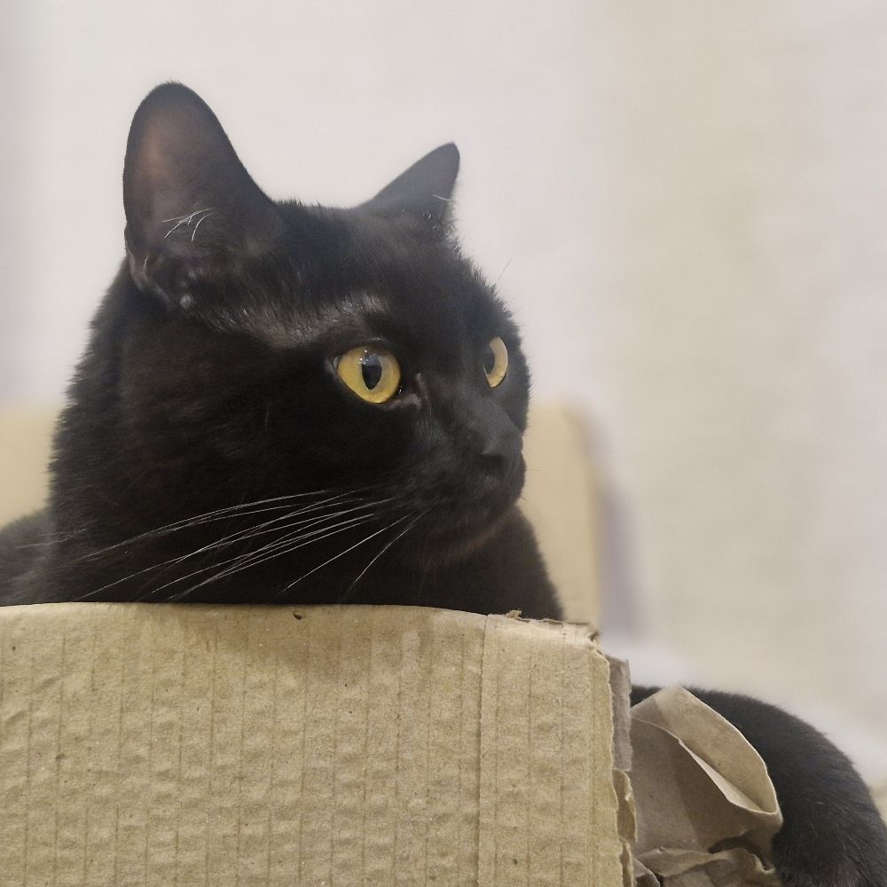 Life of a feral