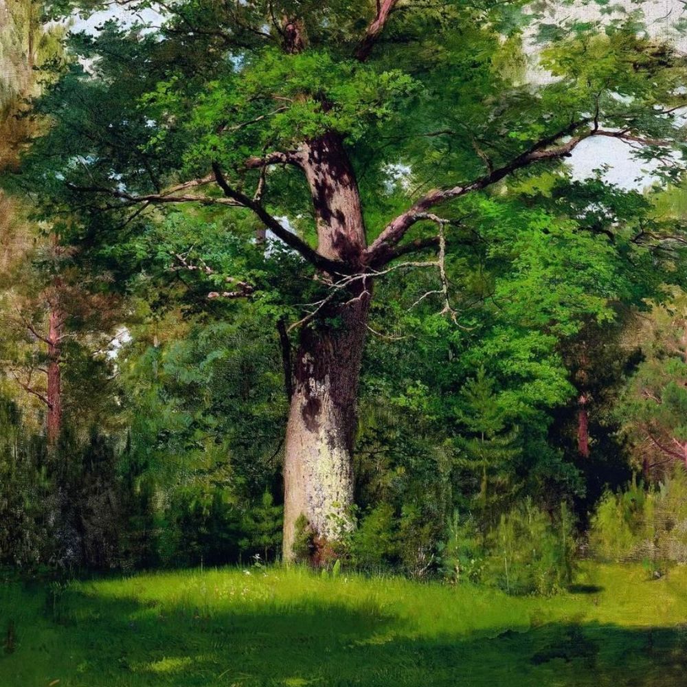 That Old Oak