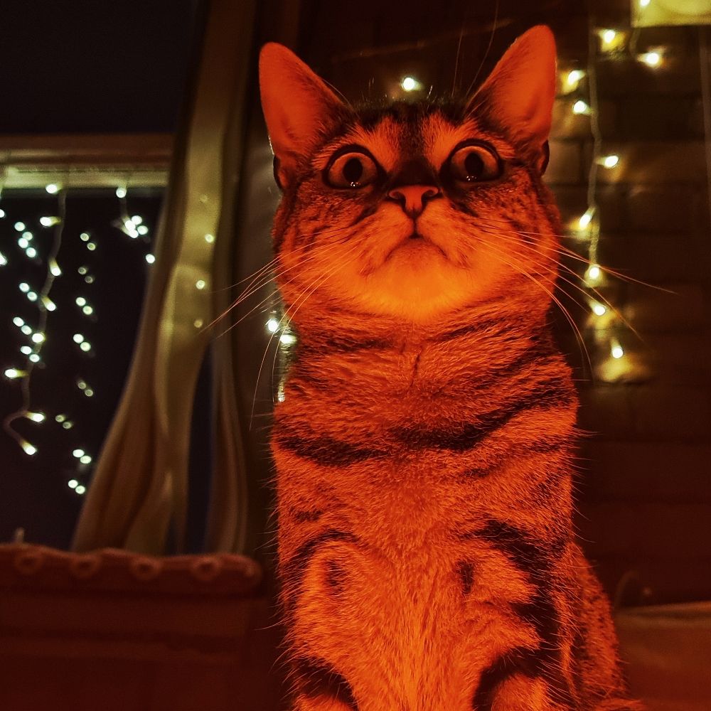 Achlys Murphy