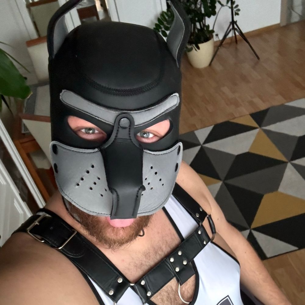 Silver Bear Puppy 🐻