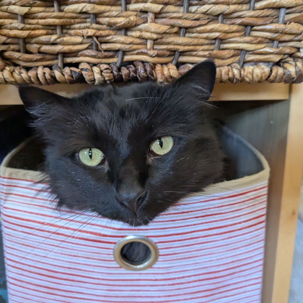 Kitt
