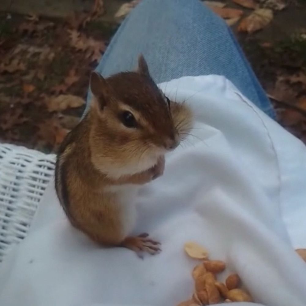 Profile picture chipmunkwhisperer.bsky.social