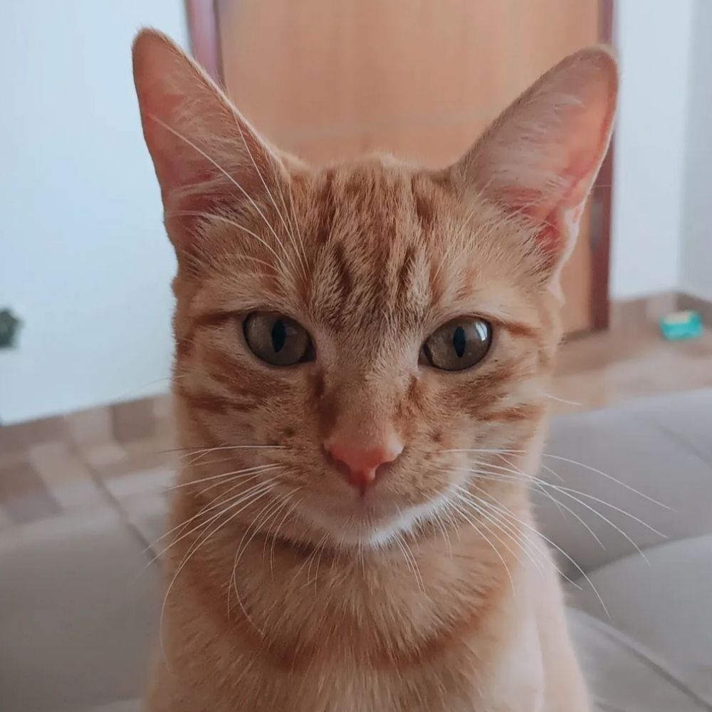 gio ★