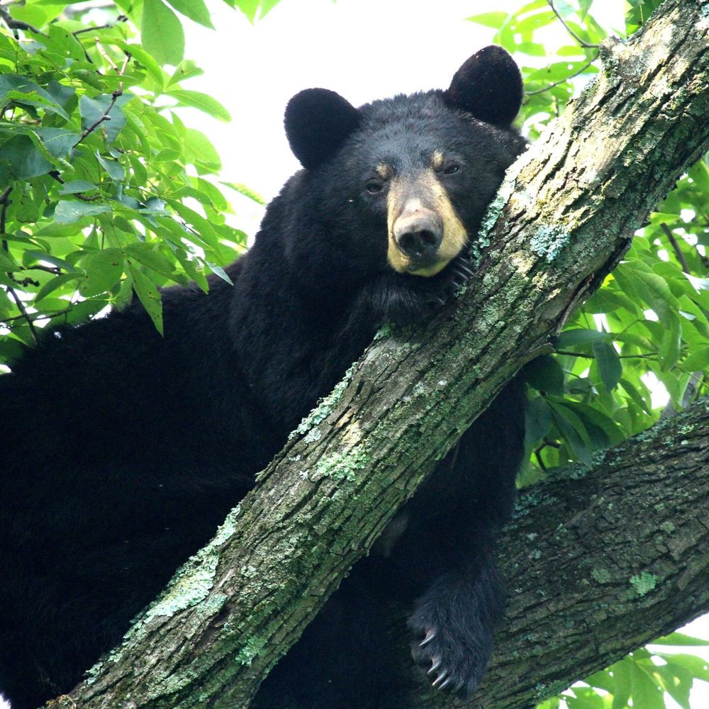 Shenandoah Valley Happenings