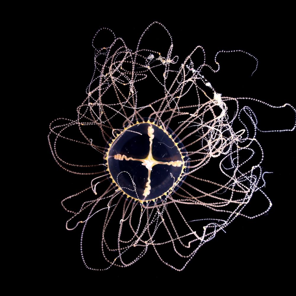 The Jellyfish Compendium Project