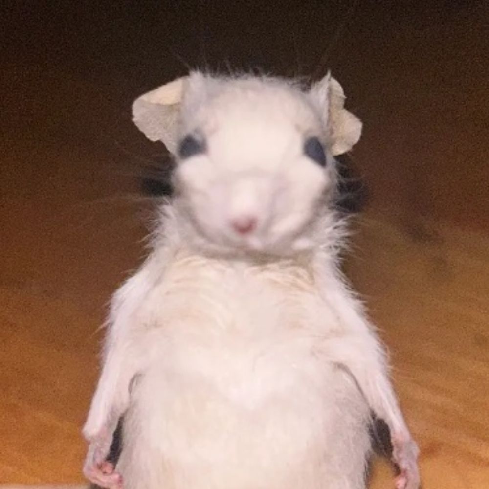 Levi