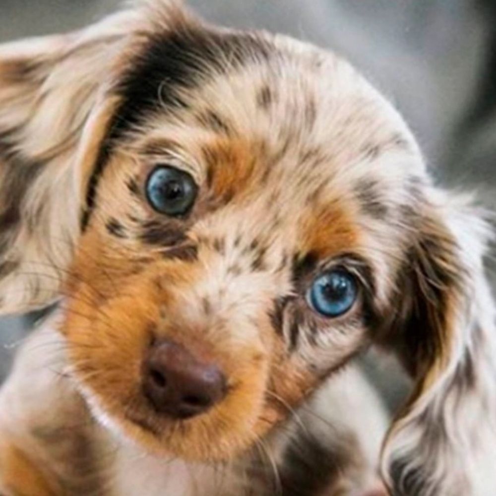 Puppies