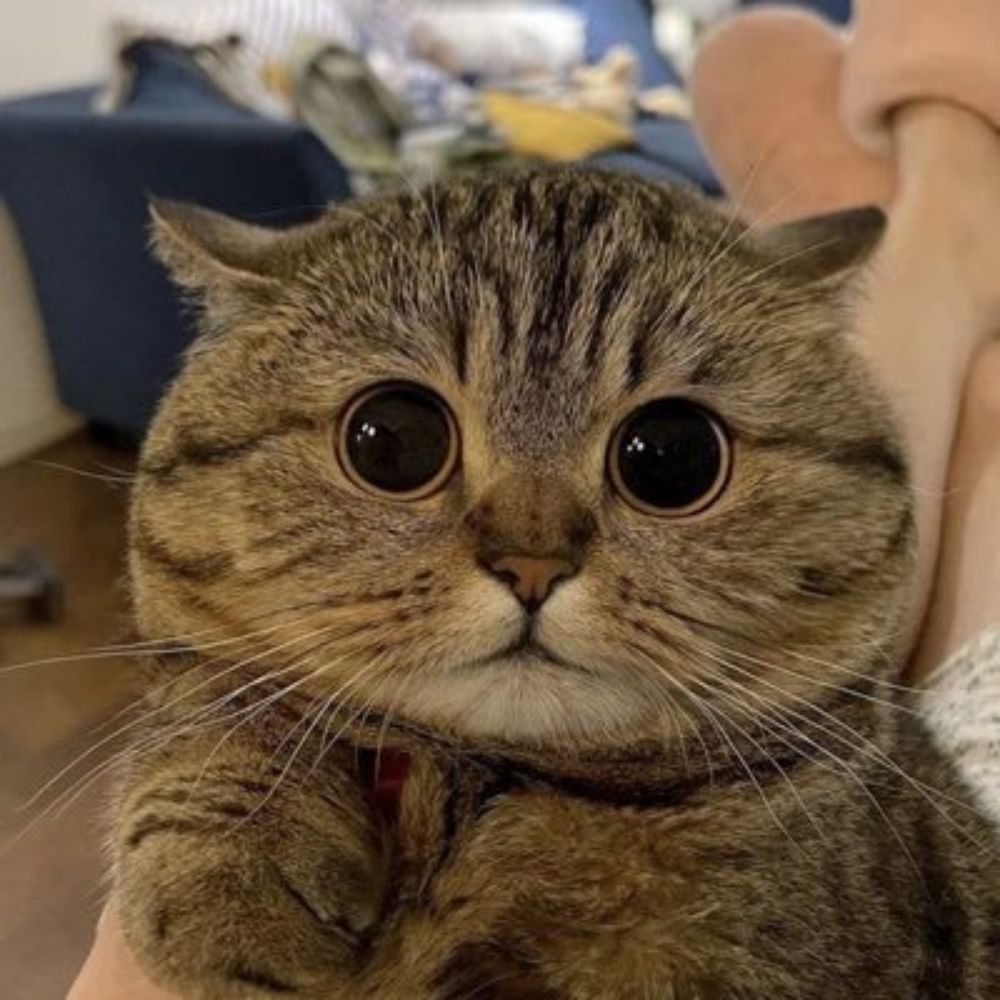 고양이
