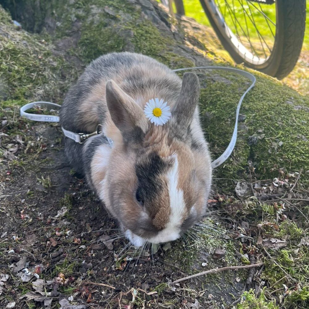 Sophie