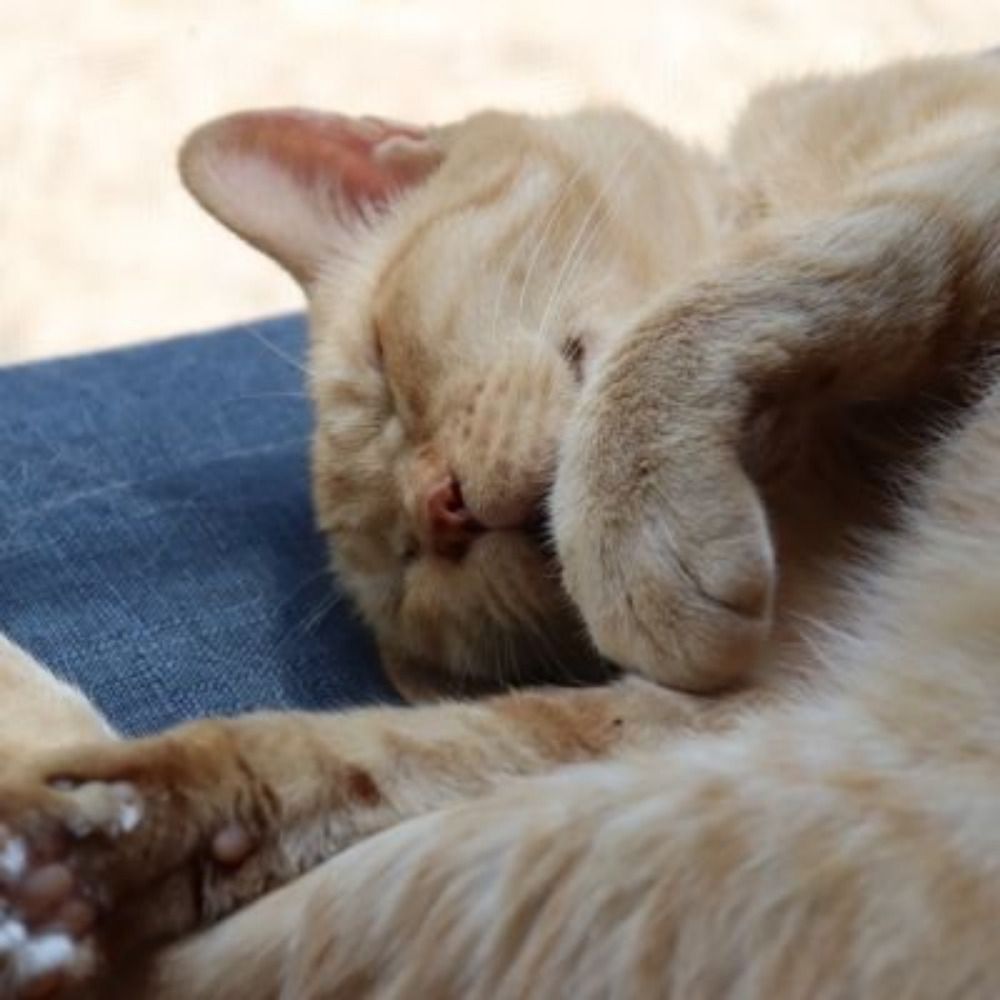 a32kita cat