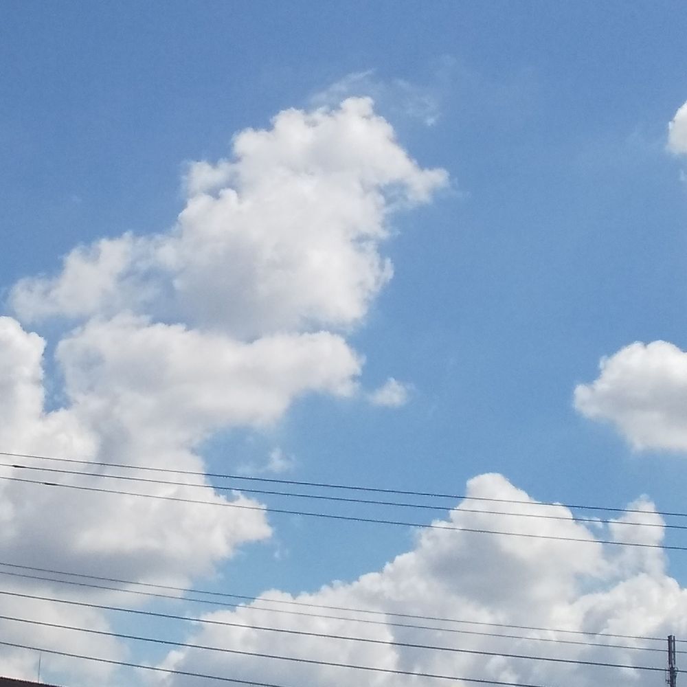 きのこ