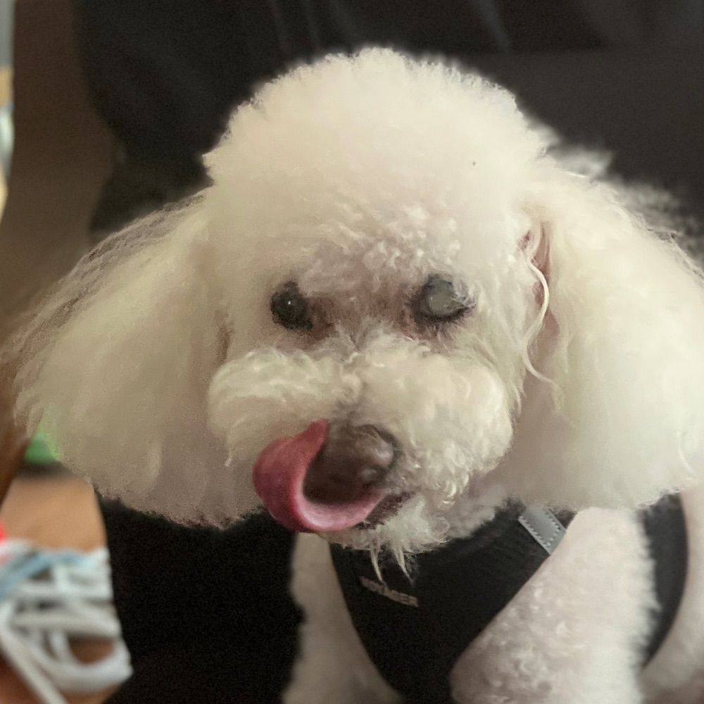 Bruno Bichon mom