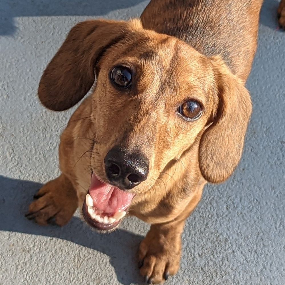 Eridox Dachshunds