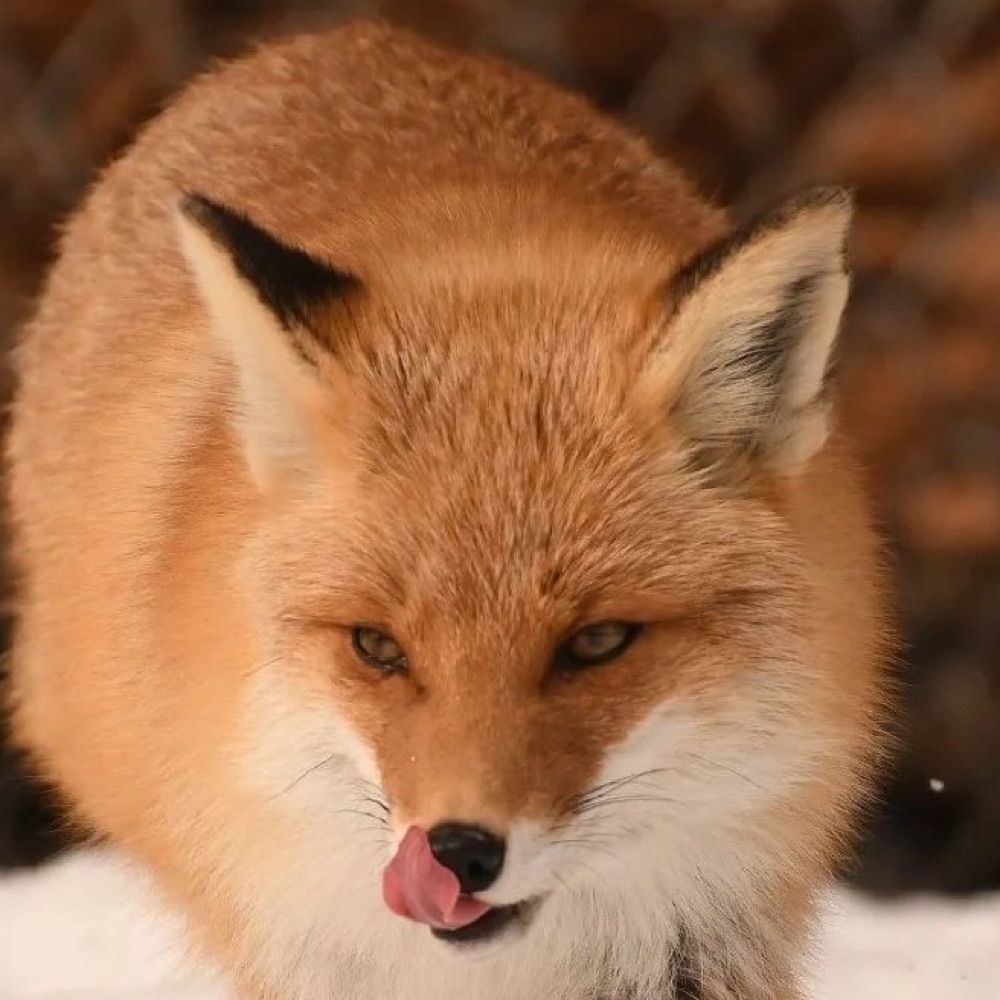 kkoikk