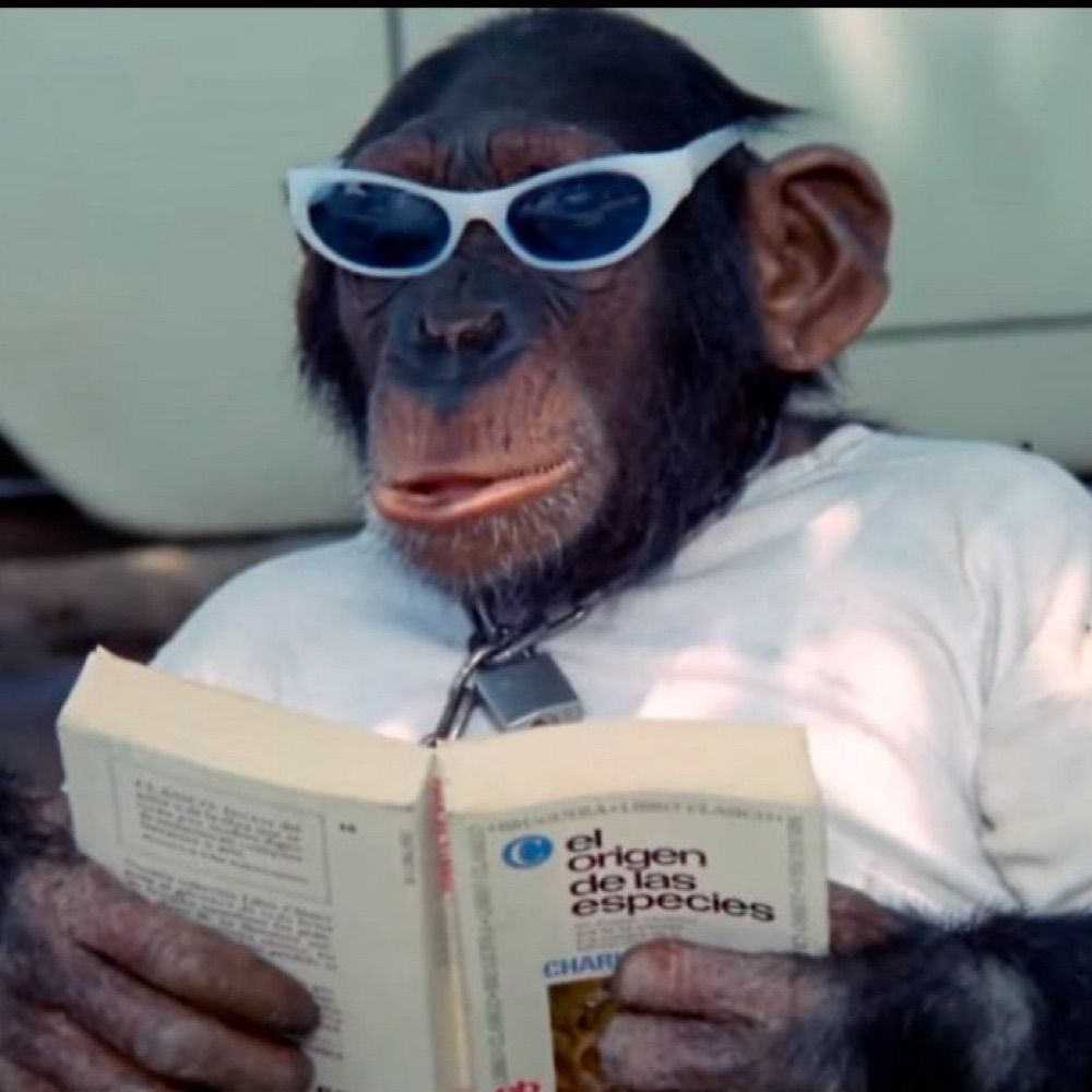 macaco.