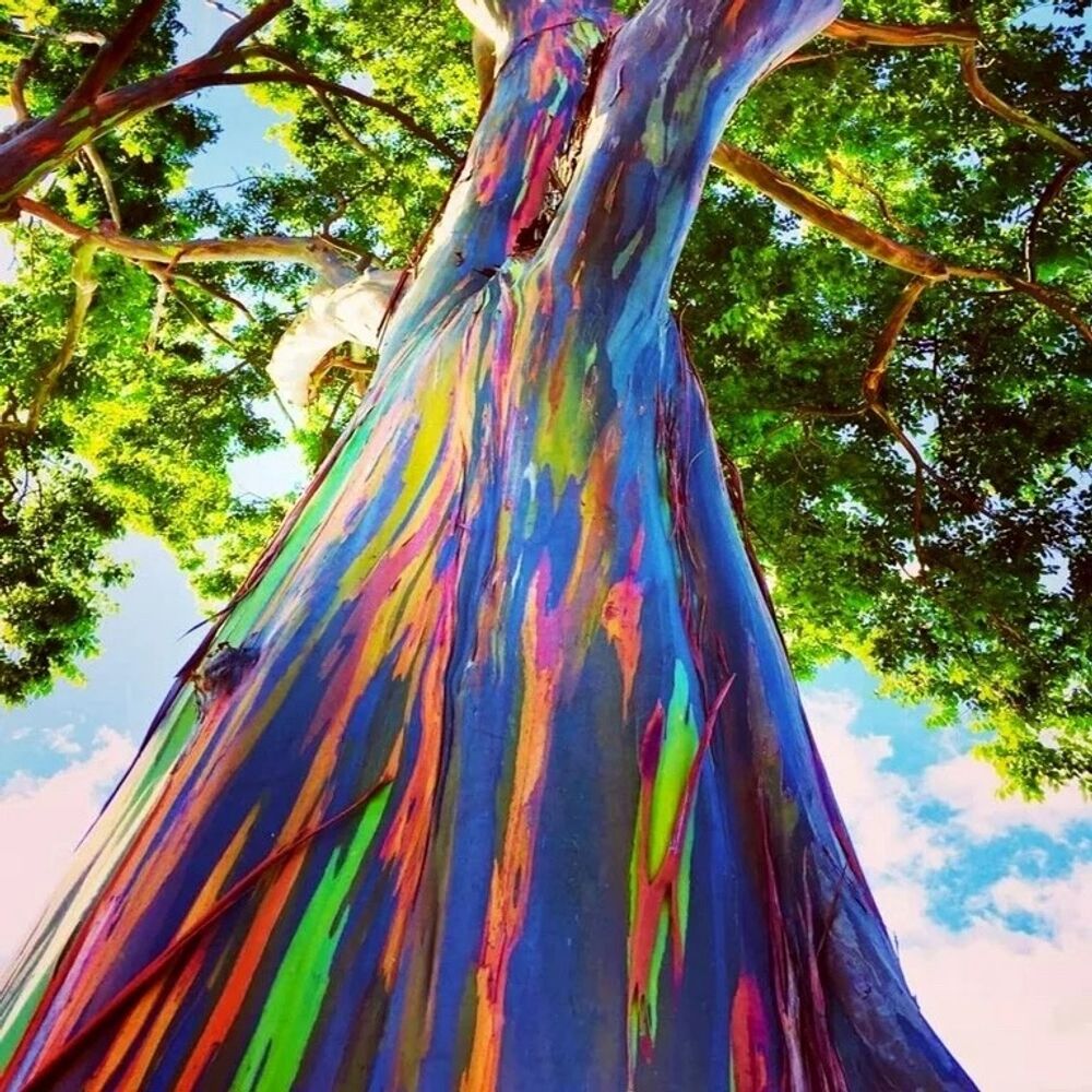 Rainbow Eucalyptus 