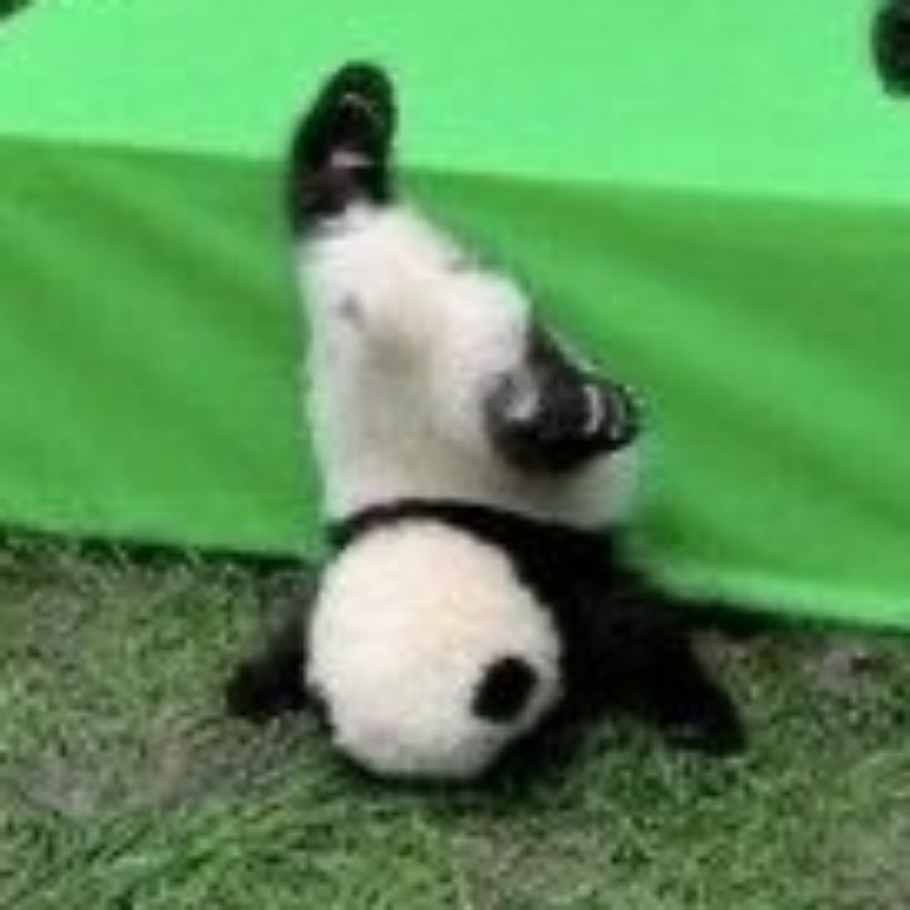 판다