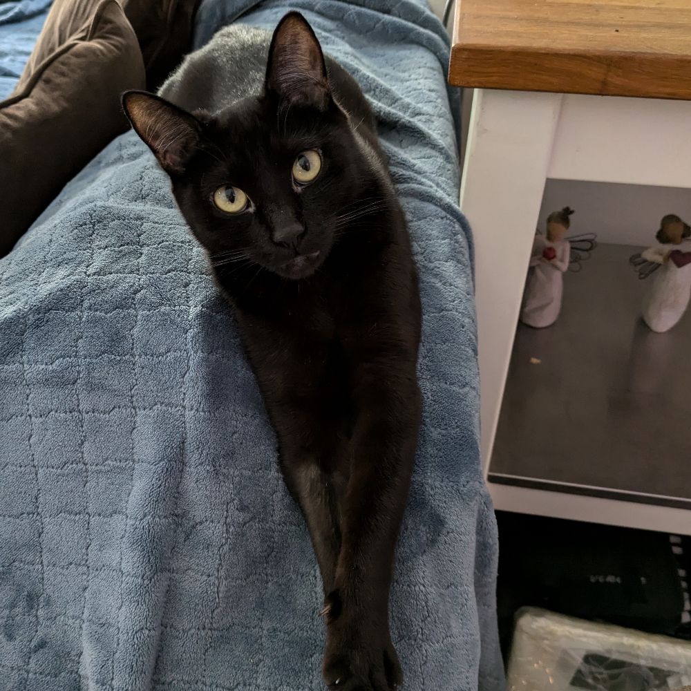 Sage the Black Cat