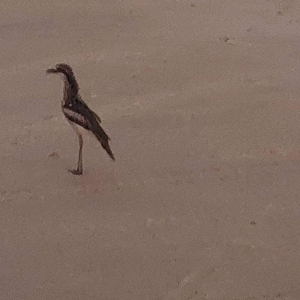 Pete@Qld