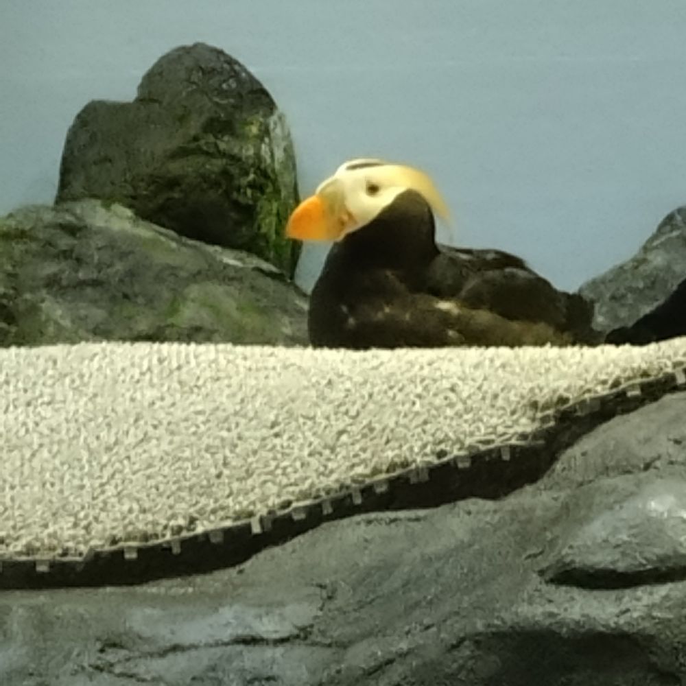 あゆ