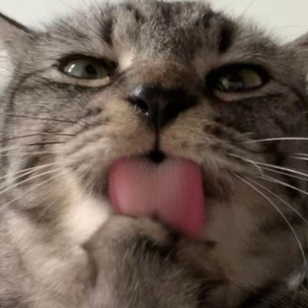 두부보라키우기