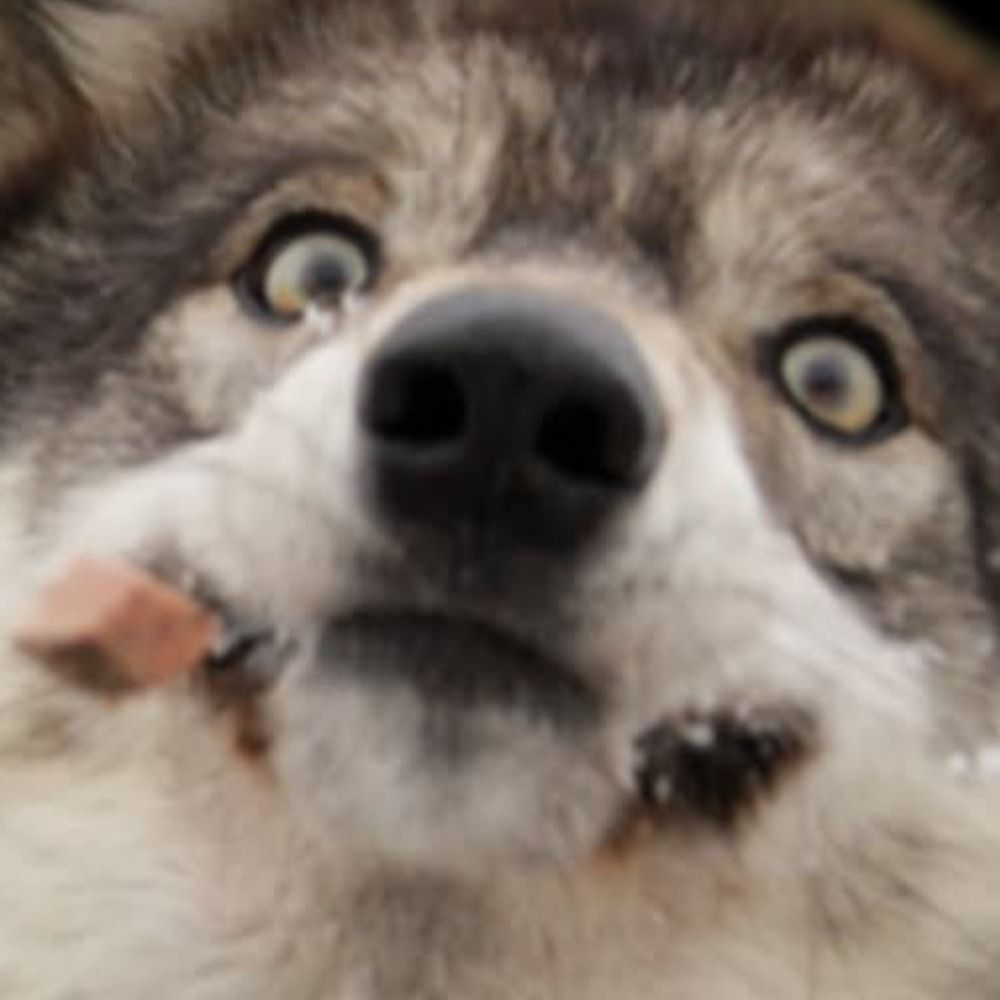 LoneWolfie