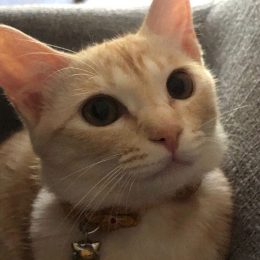 黒猫