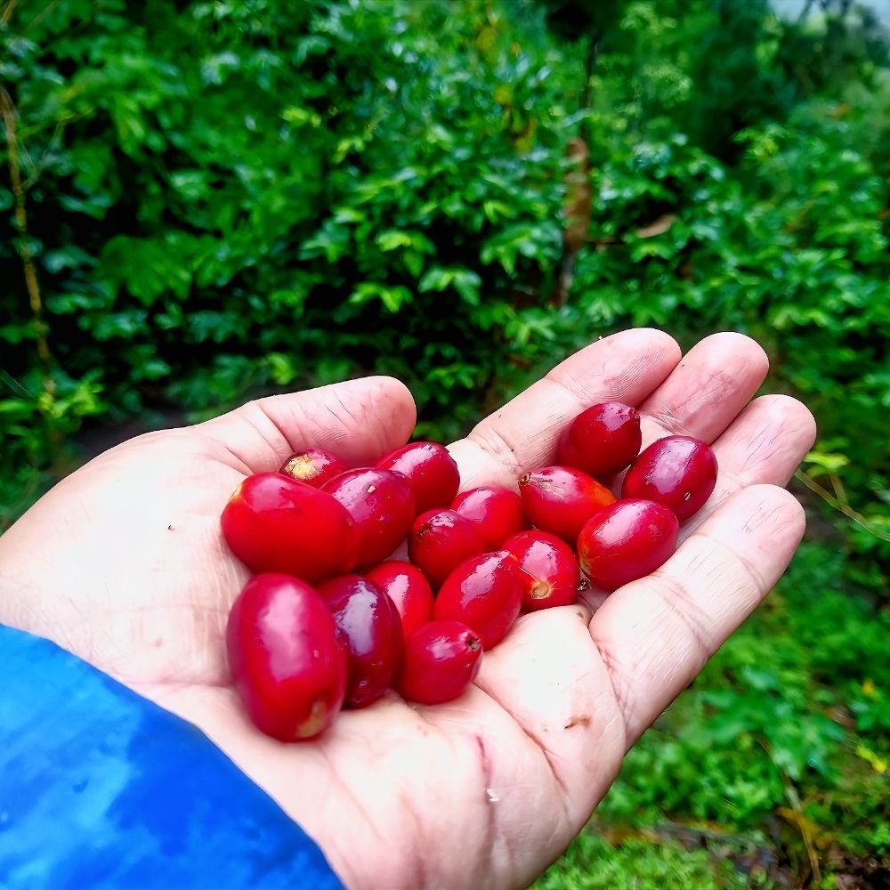 NeoSolBe 🍒 ☕ 