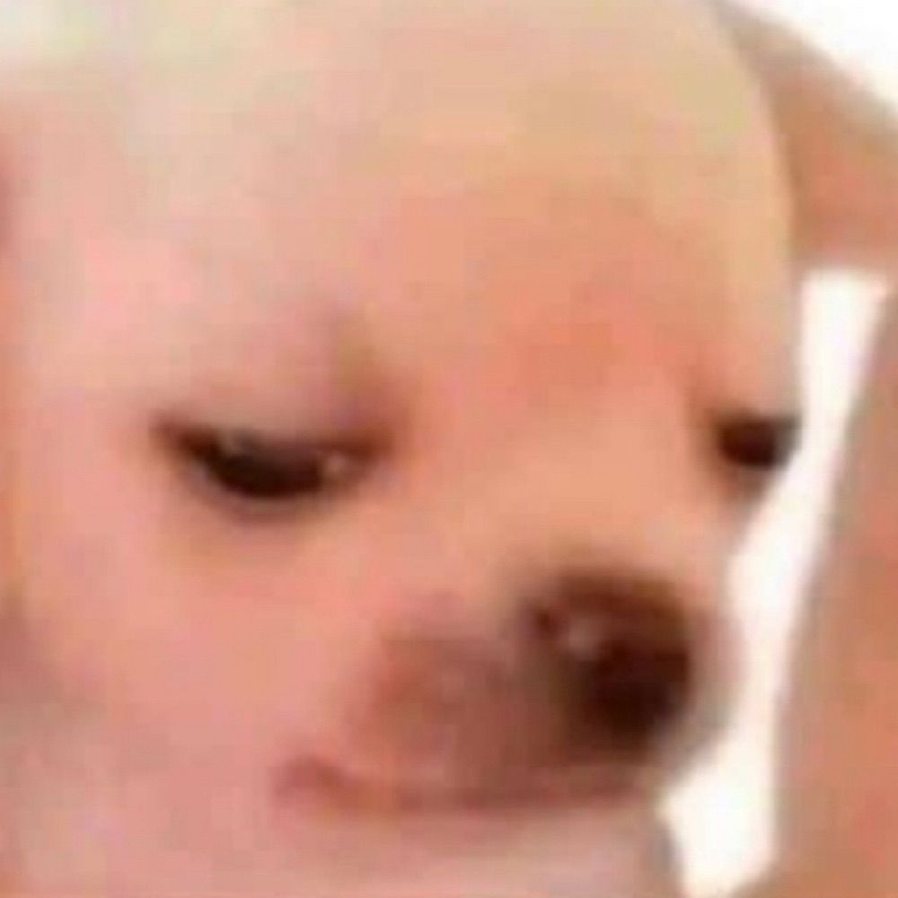 Rat