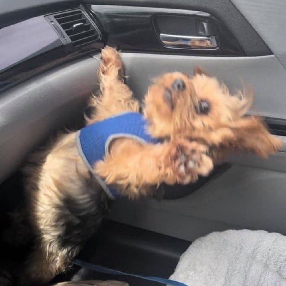 🐶