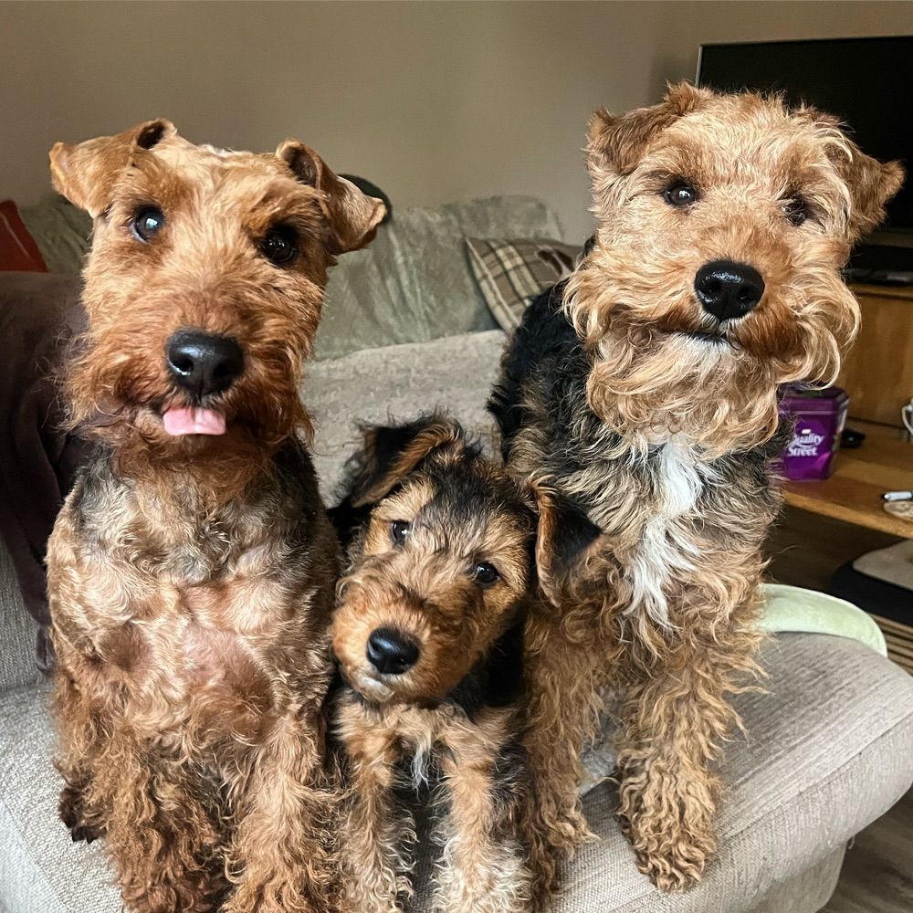 Bolhaus Terriers