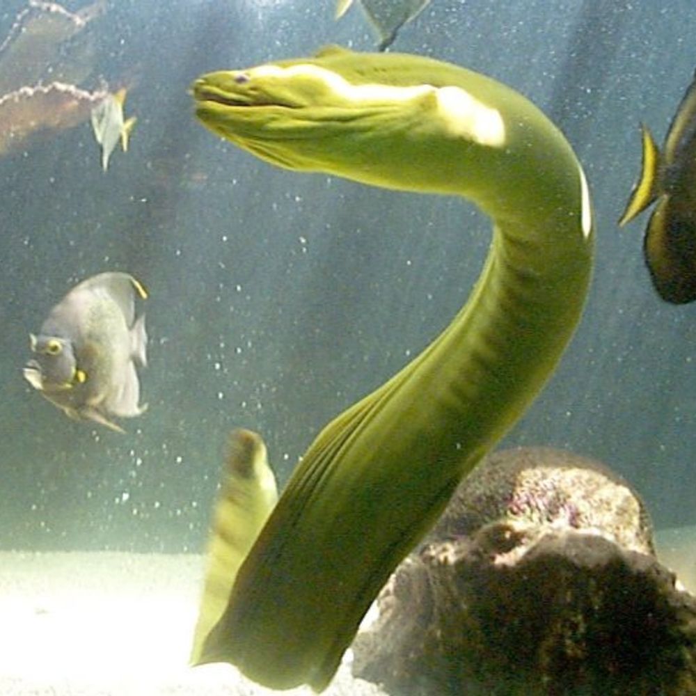 Eel