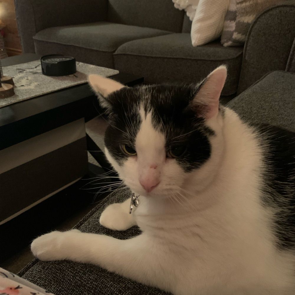 JJ2Catmom
